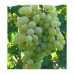 Лоза сорт "Султанина"