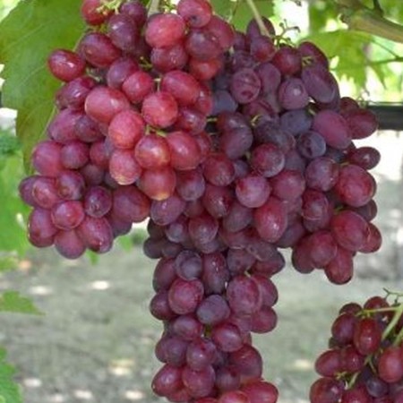 Лоза сорт "Велес"