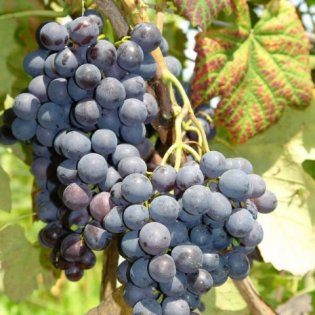 Лоза сорт "Alden"