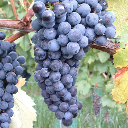 Лоза сорт "Buffalo"