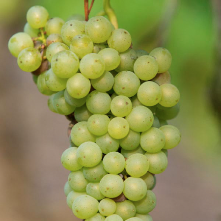 Лоза сорт "Interlaken"