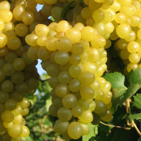 Лоза сорт "Iza Zaliwska"