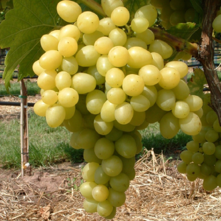 Лоза сорт "Kristaly"