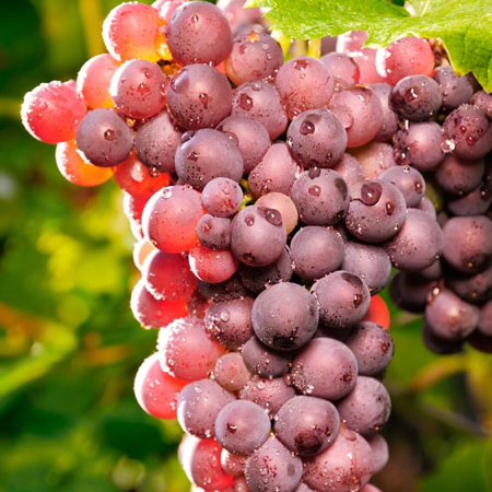 Лоза сорт "Reliance"