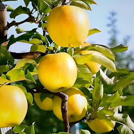 Ябълка сорт Опал (гол корен)