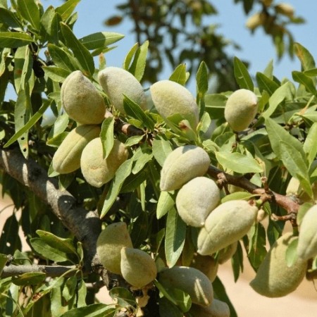 Бадем сорт Диамар