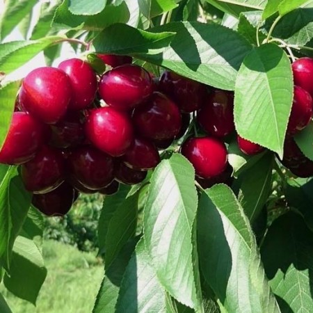 Череша сорт Канада джаент (гол корен) + 10 мл Вкоренител Рутпромотър