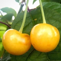 Череша сорт Драганова жълта (гол корен)