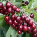 Череша сорт Регина (Подложка Мaxma 14) / (гол корен) Череша сорт Регина (Подложка Мaxma 14) / (гол корен)
