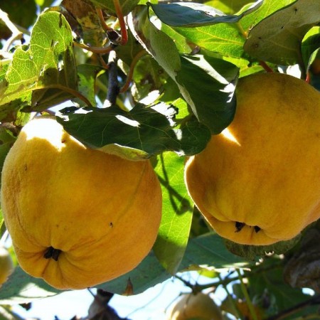 Дюля сорт Хемус (Подложка ВА29)