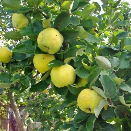 Дюля сорт Лесковац (Подложка ВА29)