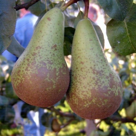 Круша сорт Абат Фетел