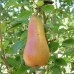 Круша сорт Абат Фетел