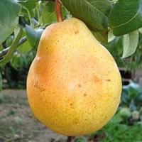 Круша сорт Ранна Болярка (гол корен)