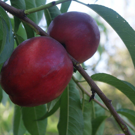 Нектарина сорт Биг Бан