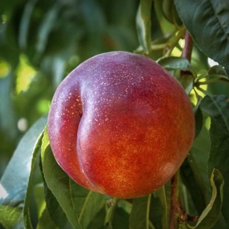 Нектарина сорт Фантазия 