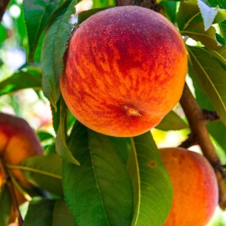 Праскова Тарде беле