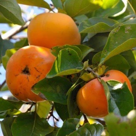 Райска ябълка сорт Джиро