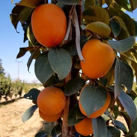 Райска ябълка сорт Рохо Брилянте