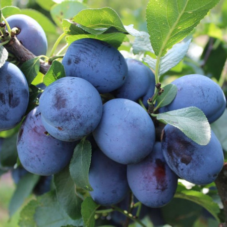 Слива сорт Чачанска Ранна