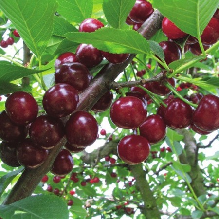 Вишна сорт Облачинска