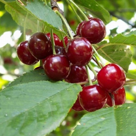 Вишна сорт Хейманов рубин