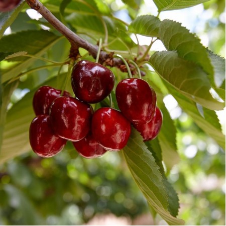 Вишна сорт Нефриз