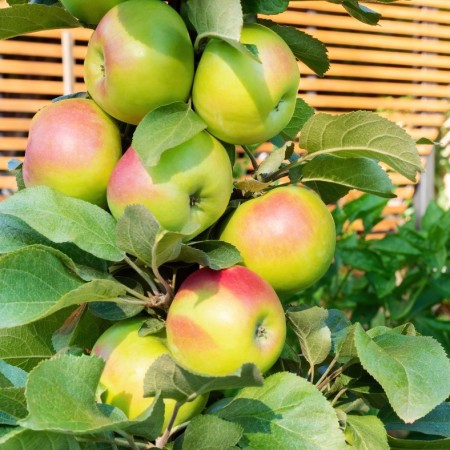 Ябълка сорт Колонна жълта (Подложка М9) 