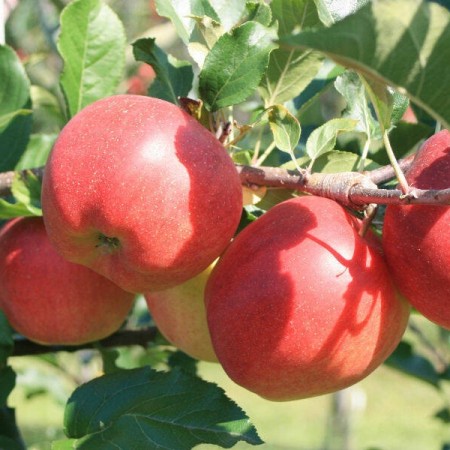 Ябълка сорт "Лобо"