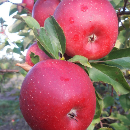 Мини ябълка сорт "REDCAT"