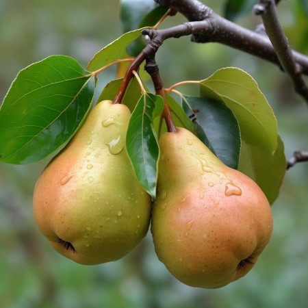 Круша сорт "Фаворитка"