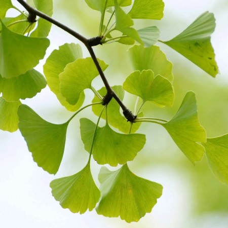 Гинко билоба