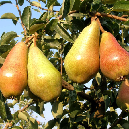 Круша сорт "Кармен"