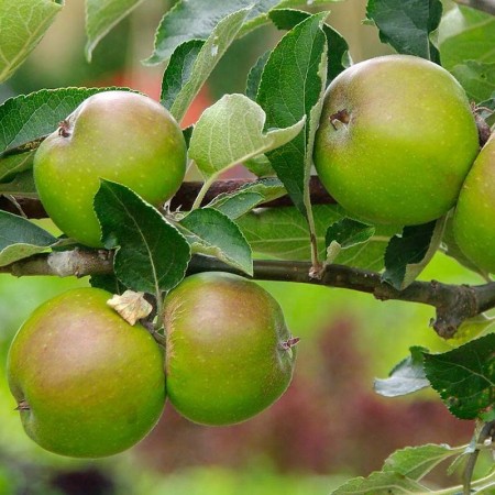 Ябълка сорт "Балерина" (Зелена)