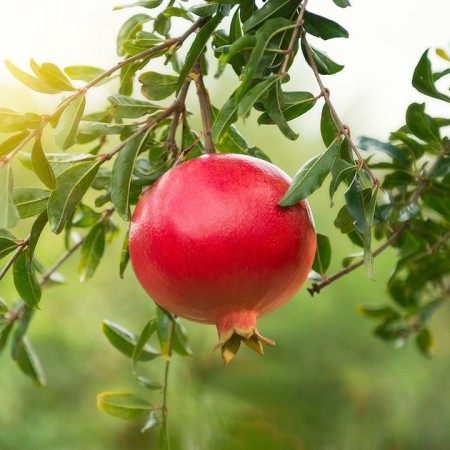 Нар Сорт "Dente di Cavallo"