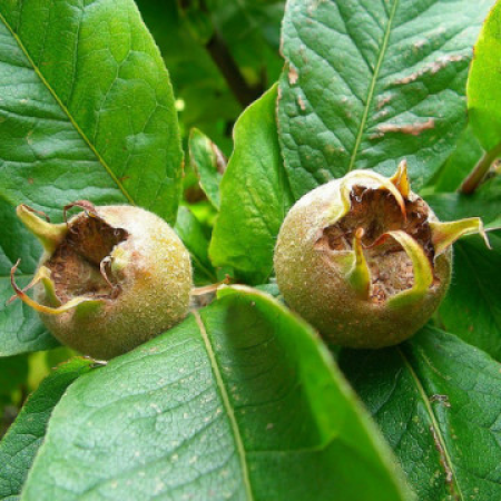 Мушмула Едроплодна