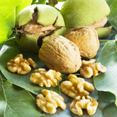 Обикновен Орех (Juglans regia)