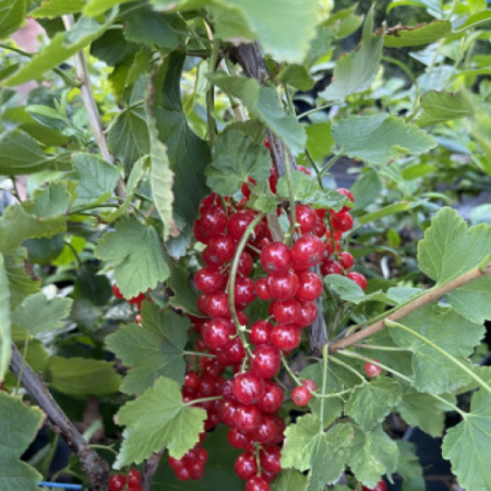 Френско Грозде "Ровада"