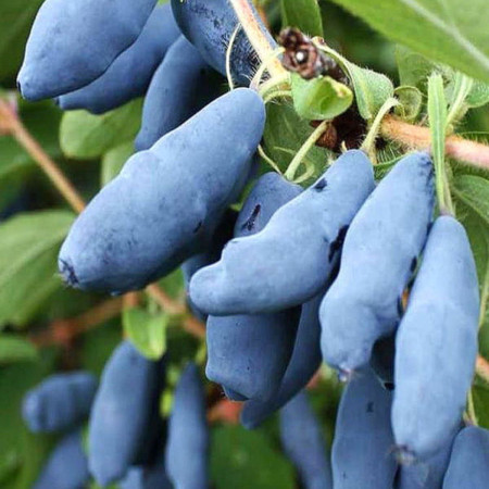 Камчатска боровинка сорт „Ленинградски Великан“