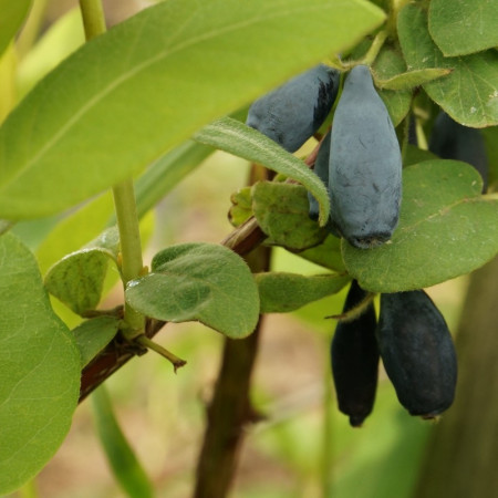 Камчатска боровинка сорт „Wojtek“