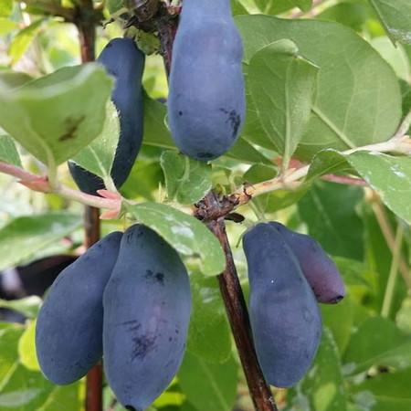 Камчатска боровинка сорт „Zojka“