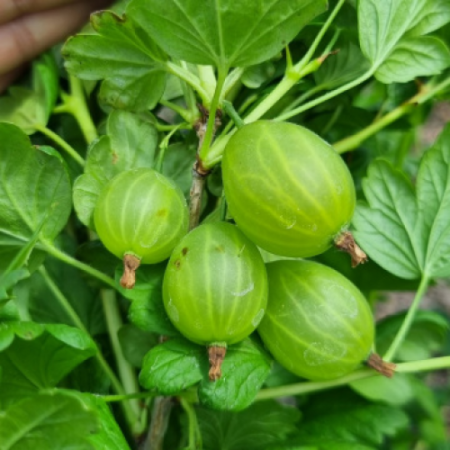 Цариградско Грозде сорт "Мартенс"