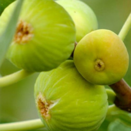 Смокиня сорт "Dottato"