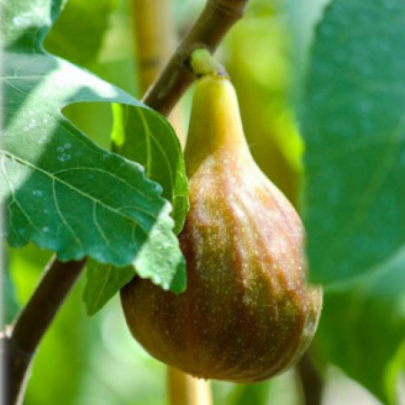 Смокиня сорт "Melanzana"