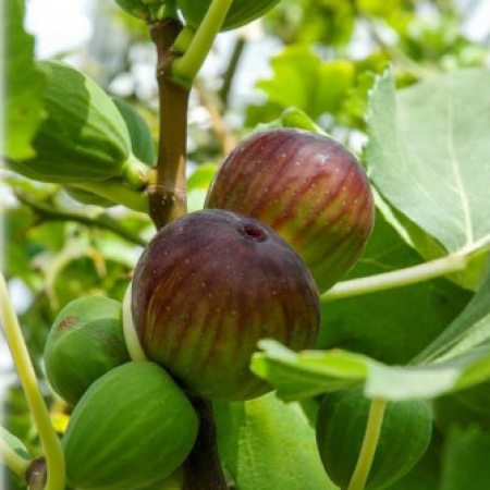 Смокиня сорт "Brogiotto Nero"