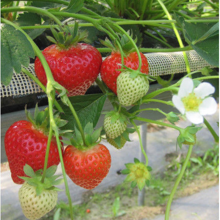 Ягода сорт "Malling™ Allure" (14 броя)