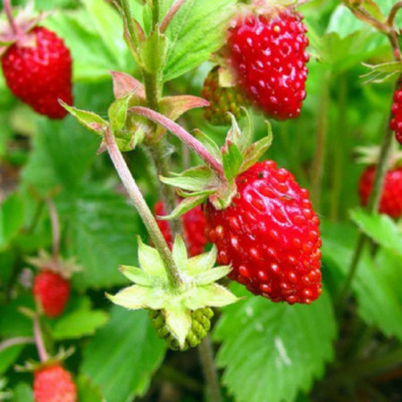 Ягода сорт "Регина"