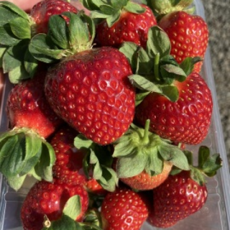 Ягоди сорт „Флорида Бюти“ (Саксия 2.5 литра)