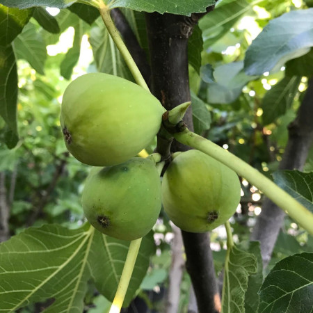 Смокиня сорт "Troiano"